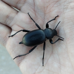 Blaps lusitanica