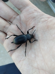 Blaps lusitanica