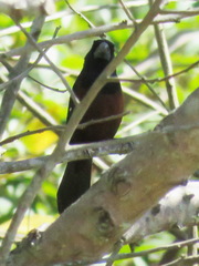 Sporophila angolensis