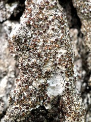 Lecanora glabrata