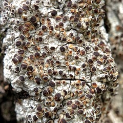Lecanora glabrata