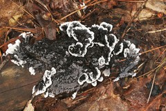 Thelephora cuticularis