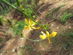 Echeandia occidentalis