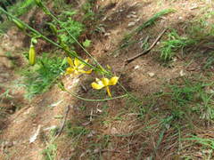 Echeandia occidentalis