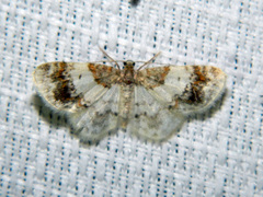 Hydrelia condensata