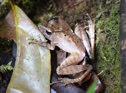 Sculpted Madagascar Frog