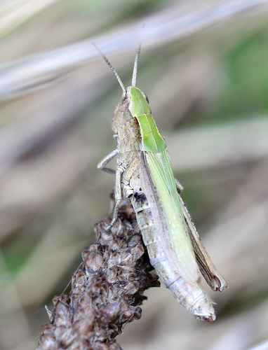 Steppe Grasshopper, photo 6 of 9