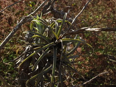 Tillandsia exserta