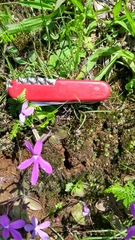 Pinguicula oblongiloba