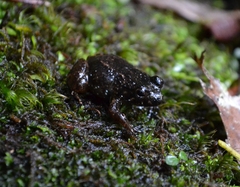 Mantidactylus biporus