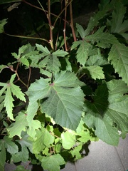 Abelmoschus esculentus