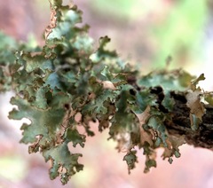 Tuckermanopsis ciliaris
