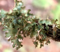 Tuckermanopsis ciliaris