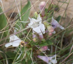 Penstemon albidus