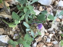 Centaurea pectinata