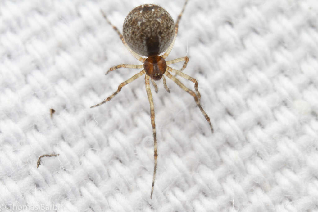 Ohlertidion