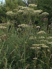 Angelica sylvestris