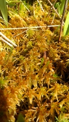 Sphagnum fallax