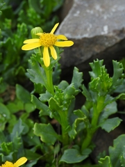 Packera subnuda subnuda