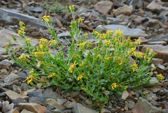 Packera subnuda subnuda