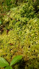 Sphagnum affine