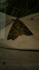 Sthenopis purpurascens