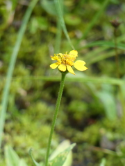 Arnica chamissonis