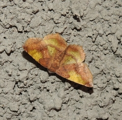 Antepione thisoaria
