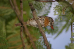 Nystalus maculatus