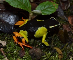 Mantella baroni