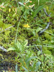 Arnica chamissonis