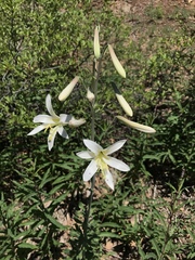 Lilium washingtonianum