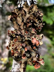 Tuckermanopsis americana