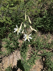 Lilium washingtonianum