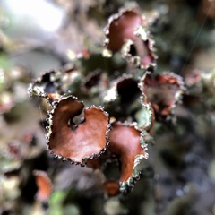 Tuckermanopsis americana