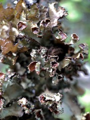 Tuckermanopsis americana