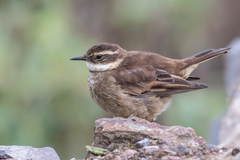 Cinclodes albidiventris