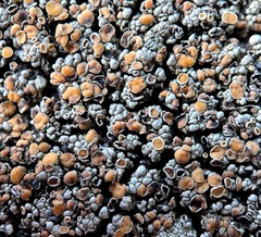 Rhizoplaca subdiscrepans