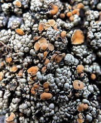 Rhizoplaca subdiscrepans