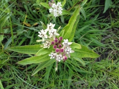 Asclepias pratensis