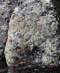 Rhizoplaca subdiscrepans