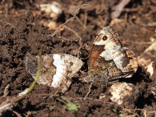 Woodland Grayling