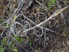 Tillandsia intermedia