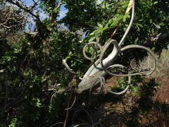 Tillandsia intermedia