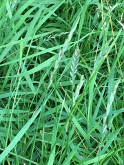 Elymus repens