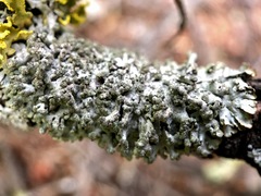 Parmeliopsis hyperopta