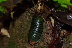 Zoosphaerium neptunus