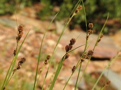 Carex heteroneura