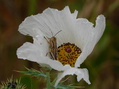 Argemone polyanthemos