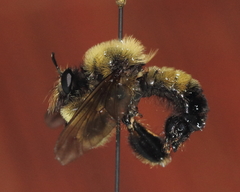 Laphria sacrator